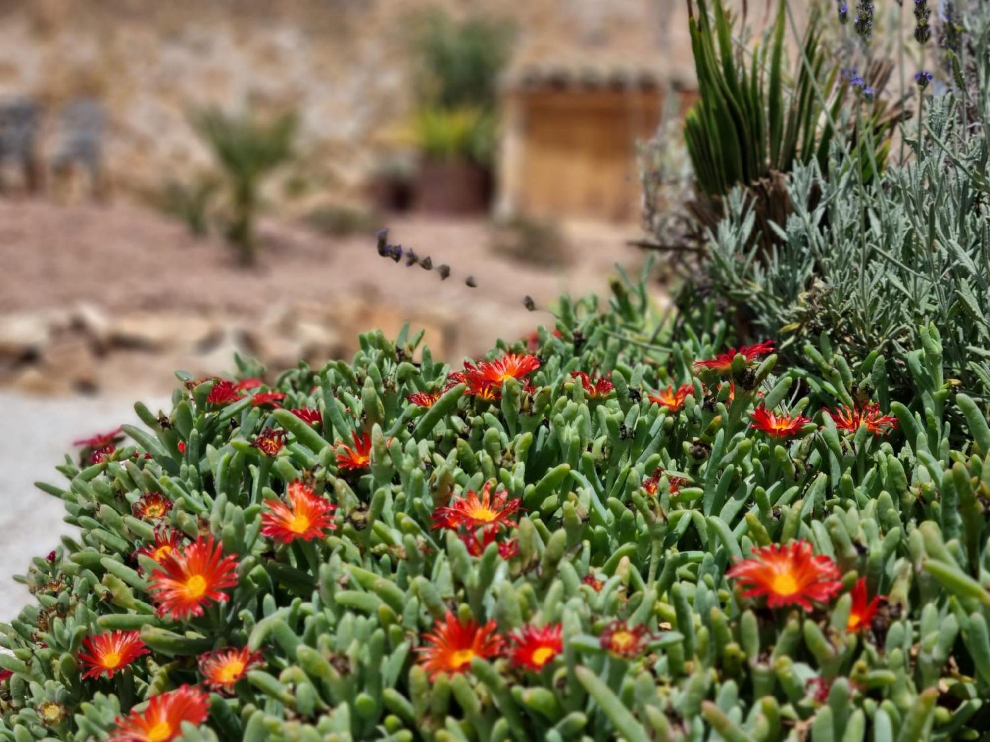 Bed and Breakfast Casa Rodriguillo Pinoso Esterno foto